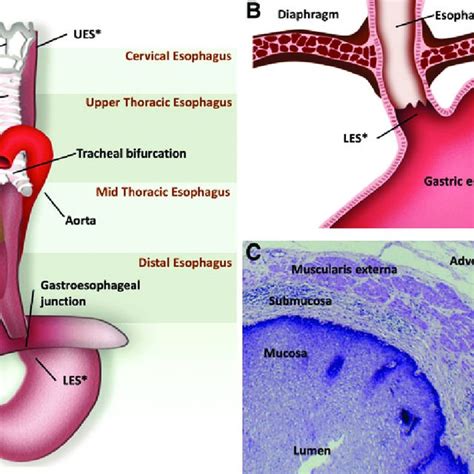 Esophageal Cancer Staging The Tnm Tumor Node And Metastasis