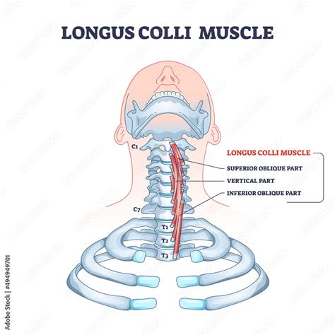 Vecteur Stock Longus Colli Muscle With Superior Vertical And Inferior