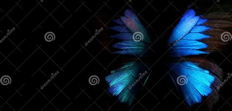Blue Abstract Pattern Wings Of The Butterfly Ulysses Wings Of A