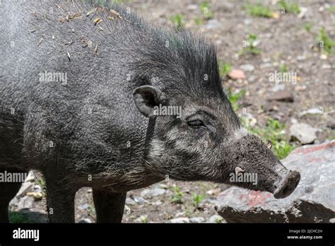 Visayan Warty Pig Sus Cebifrons Critically Endangered Wild Pig