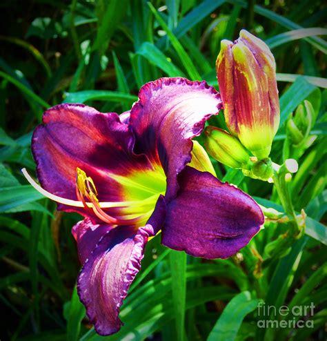 Purple Daylilies Photograph By Trudee Hunter