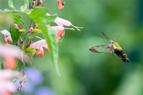 Snowberry Clearwing Moth — Todd Henson Photography