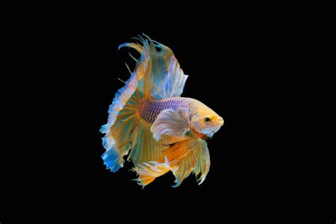 100 Betta Fish Names Ideas For Unique And Cool Fish Pet Keen