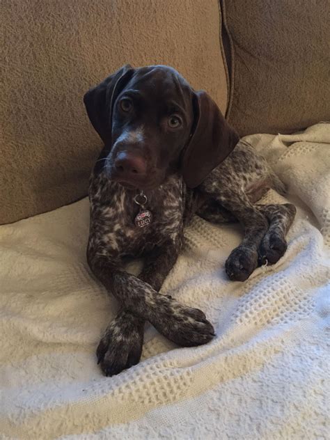 This is our german shorthaired pointer, fritz. GSP Puppy #germanshorthairedpointerpuppy #germanshorthairedpointerpuppies | Gsp puppies, German ...