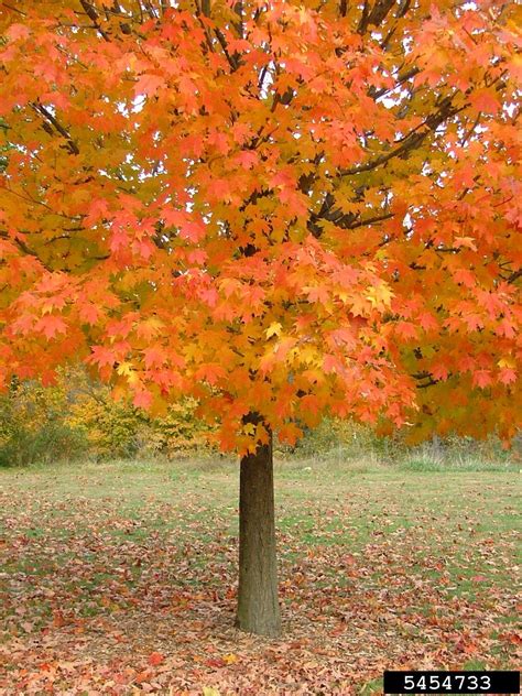 Fall Color On Sugar Maple Acer Saccharum 5454733