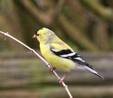 Goldfinch Yellow Finchwild Canary