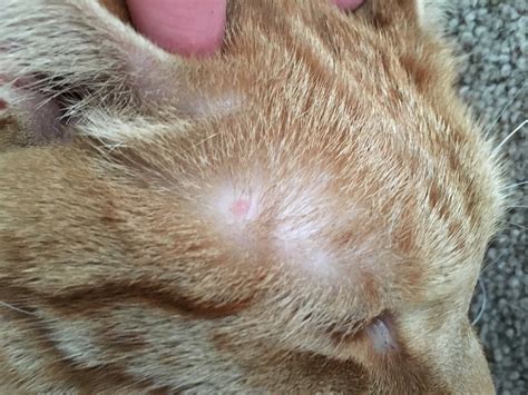Small Lump Near Cats Ear Anyone Know What This Is Pictures