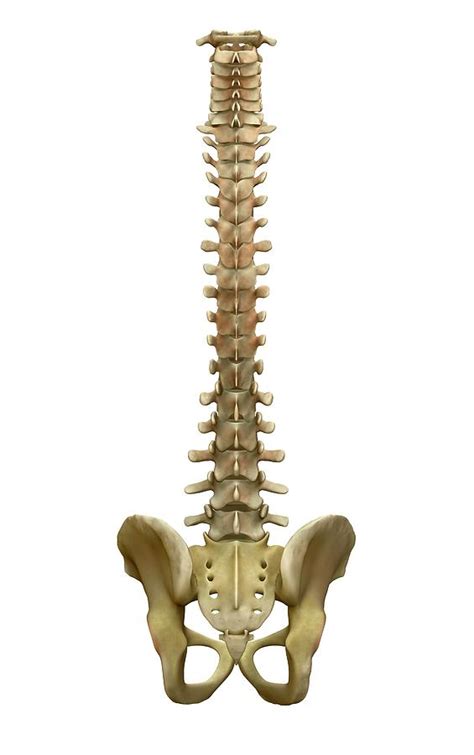 The skeleton forms the framework for the human body and performs some very important functions like support (provides a framework for the body), protection the skeleton is held together by flexible tissues consisting of cartilage and ligaments. Human Backbone Photograph by Tim Vernon / Science Photo ...