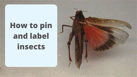 How To Pin And Label Your Insects Youtube