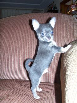 All chihuahuas are special and unique in their own way, but blue chihuahuas. Blue chihuahua puppy