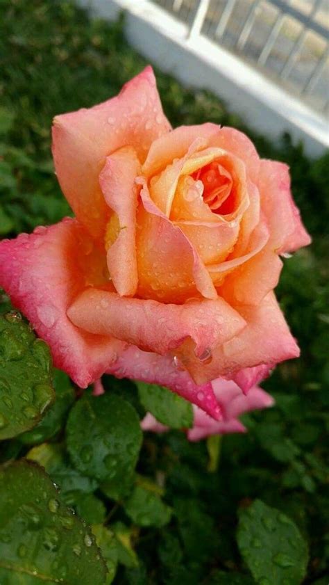 Pin By Victoria F On Gardening Flowers Photography Beautiful Roses Planting Flowers