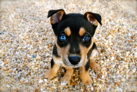 Cute Dog Breeds Top 10 You Can T Resist Tips