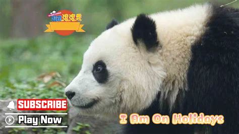 Super Panda Episode 329 How Do Pandas Spend Chinas National Day