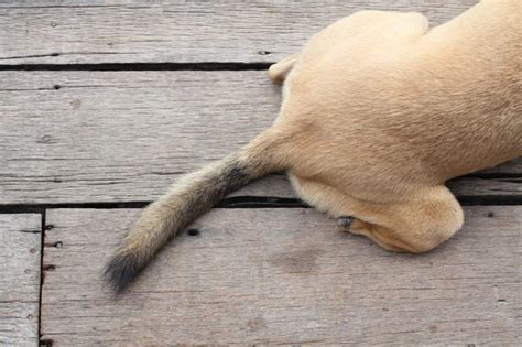 To help keep your dog safe and cool during the summer, here is the lowdown on signs that he's overheating and how to prevent it: Warning Signs of Heat Stroke in Dogs | Reader's Digest