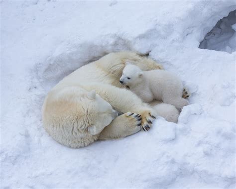 Polar Bear Mother And Her Cub