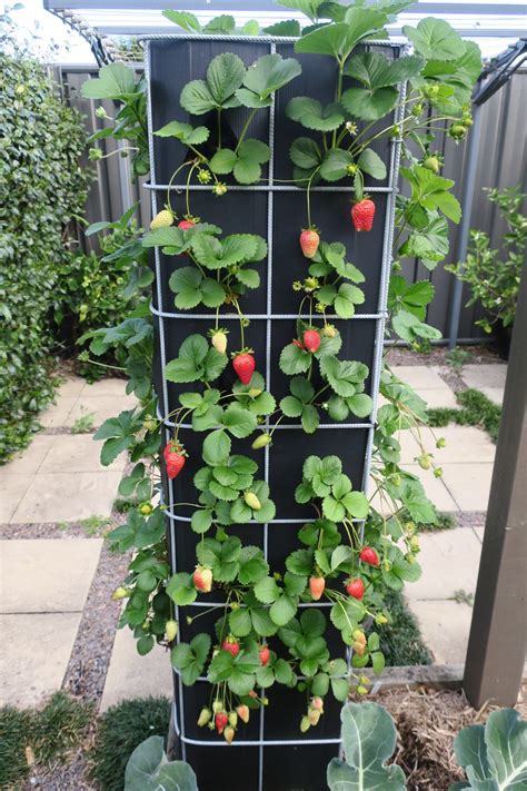 How I Built My Strawberry Tower Strawberry Tower Plants Garden