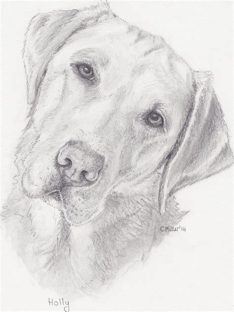 Pin By Deborah Munneke On Drawings To Try Dog Pencil Drawing Animal