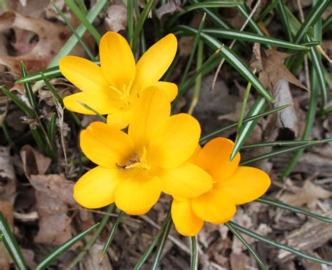 Yellow Crocus~need To Plant More Of These Yellow Crocus Plants