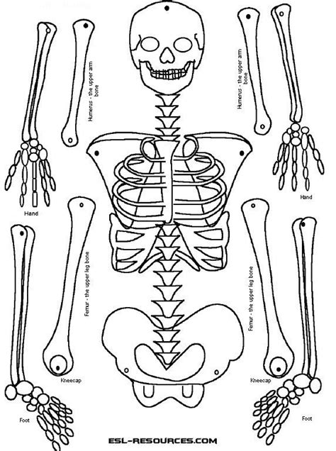 The Skeleton Is Shown In Black And White With Different Parts Labeled On Each Side