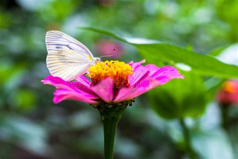 Butterfly On Pink Flowers Stock Image Image Of Macro 32431095