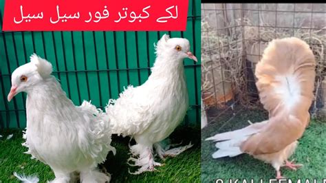Lucky Kabootar Frillback Pigeon Naqab Poshall Fancy Kabootar For Sale