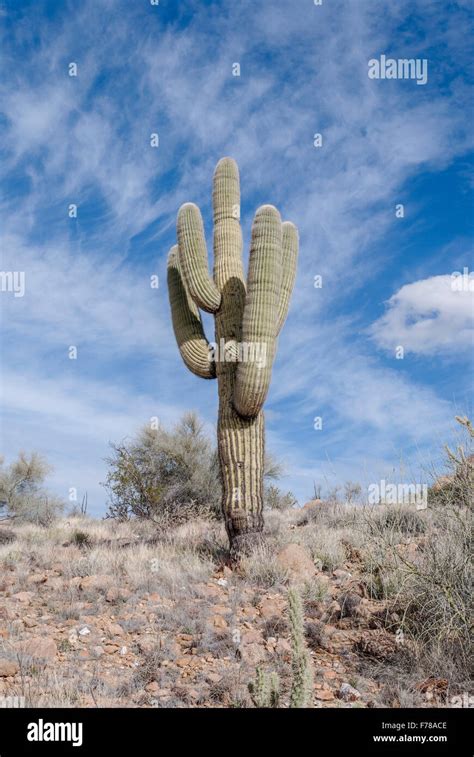 Saguaro Cactus In Arizona Desert With Blue Skies And White Clouds