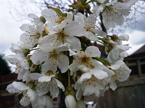 Gardeners Word Prunus Avium Stella Gisela 5 In Flower