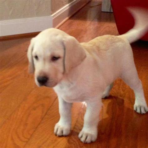 Chocolate registered puppies are up to date on shots. Cute White Labrador Puppies For Sale Houston - l2sanpiero