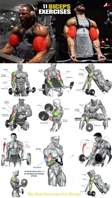 Pin On Musculation