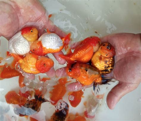 Rare Goldfish For Sale At Star Fisheries Open Day — Practical