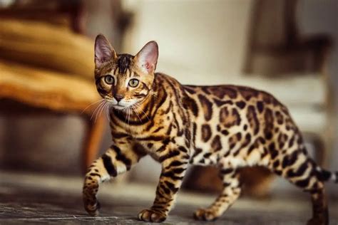Top 10 Most Expensive Cat Breeds In The World Meowfluent