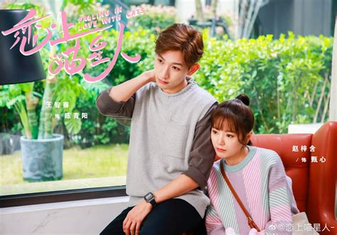 Web Drama Falling In Love With Cats