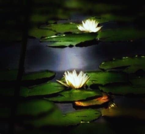 Water Lilies 2014 Photograph By Alison Maloney Water Lilies