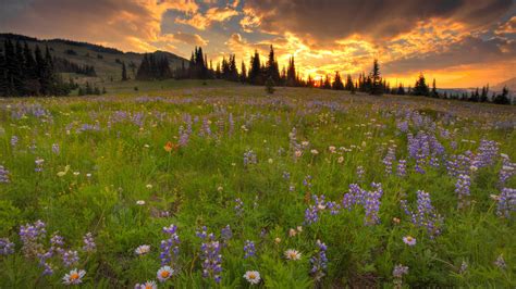 Spring Meadow Wallpaper 63 Images