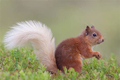 Red Squirrel Pauses Photograph By Pete Walkden Pixels