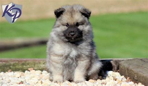 Keeshond Puppies For Sale Puppy Adoption Pet Need Home Puppies