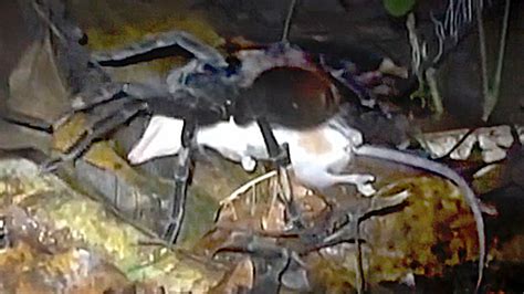 Video Shows Dinner Plate Sized Tarantula Eating Opossum