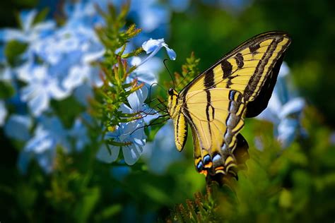 Butterfly Close Up Insects Macro Nature Zoom Hd Wallpaper