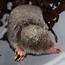 Maryland Biodiversity Project  Eastern Mole Scalopus Aquaticus