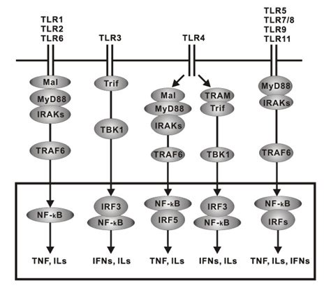 Toll Like Receptor Tlr Signaling Tlrs Are Transmembrane Proteins