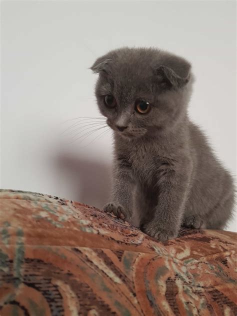 Photo Gallery Scottish Fold Cats And Kittens Cat Breed Information