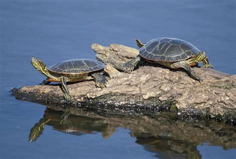Discover Nature Western Painted Turtle Kbia