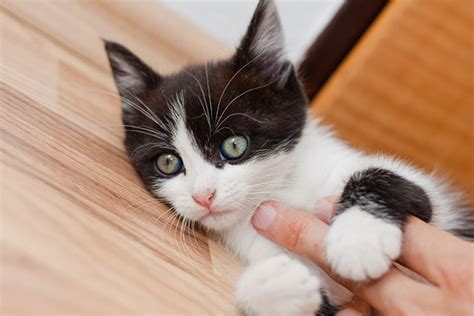 Her room is dark, same routine each time… How to Select a Kitten Who's Right for You