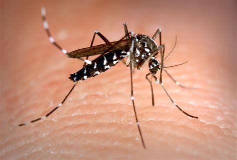 5 Deadliest Diseases From Mosquitoes Pharmcle Ph