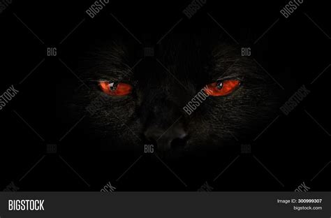 Black Cat Red Evil Image And Photo Free Trial Bigstock
