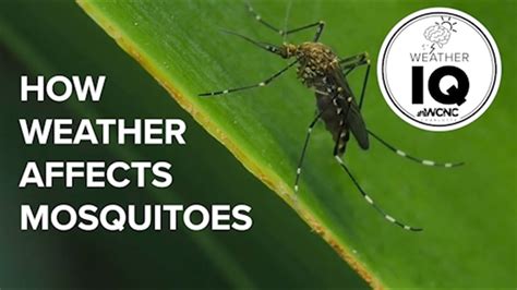 What Weather Makes Mosquito Activity The Worst