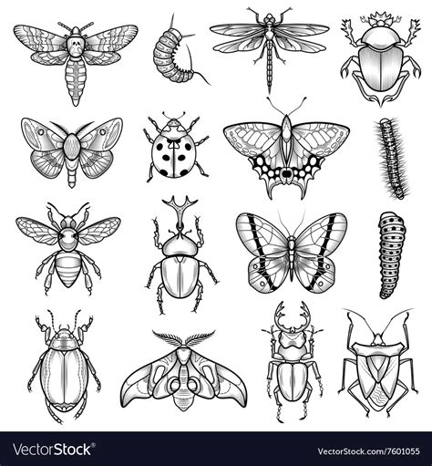 Insects Black White Line Icons Set Royalty Free Vector Image
