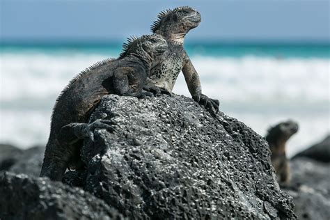 10 Amazing Animals to See in the Galápagos Islands - Fodors Travel Guide