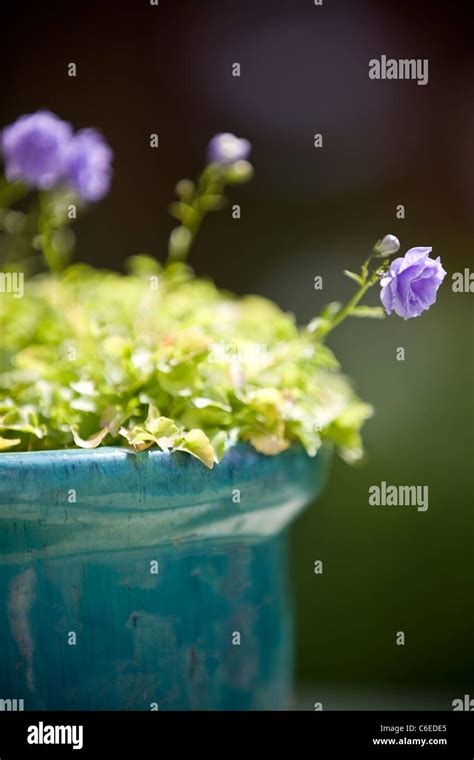 A Double Campanula Flower Close Up Stock Photo Alamy