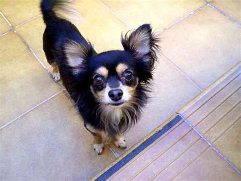 Smartest Dog How To Train Your Chihuahua Or Chiwawa Dog Breed